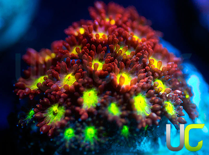 UC Party Starter Micro Goni