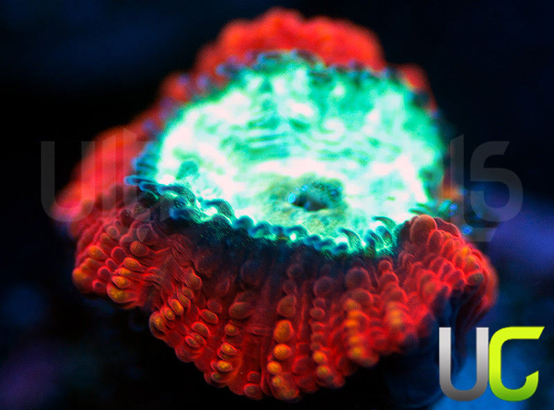 UC Mortal Kombat Dipsastrea