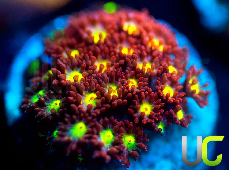 UC Party Starter Micro Goni