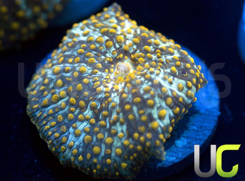 Yellow Spot Mushroom