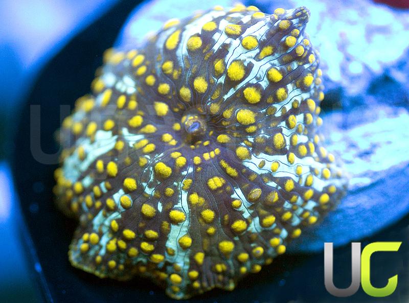Yellow Spot Mushroom