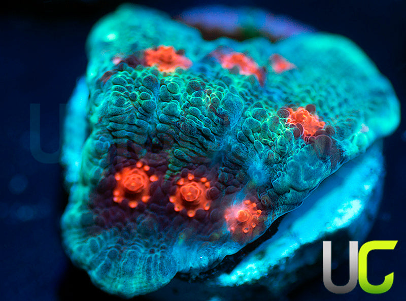 JF Hellspawn Chalice