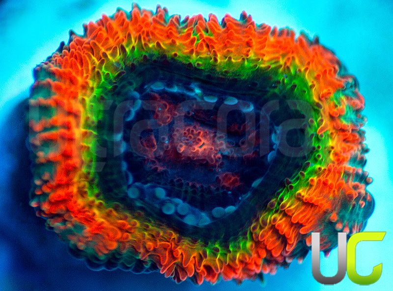 New Release: UC Rainbow Dash Micro Amakusensis