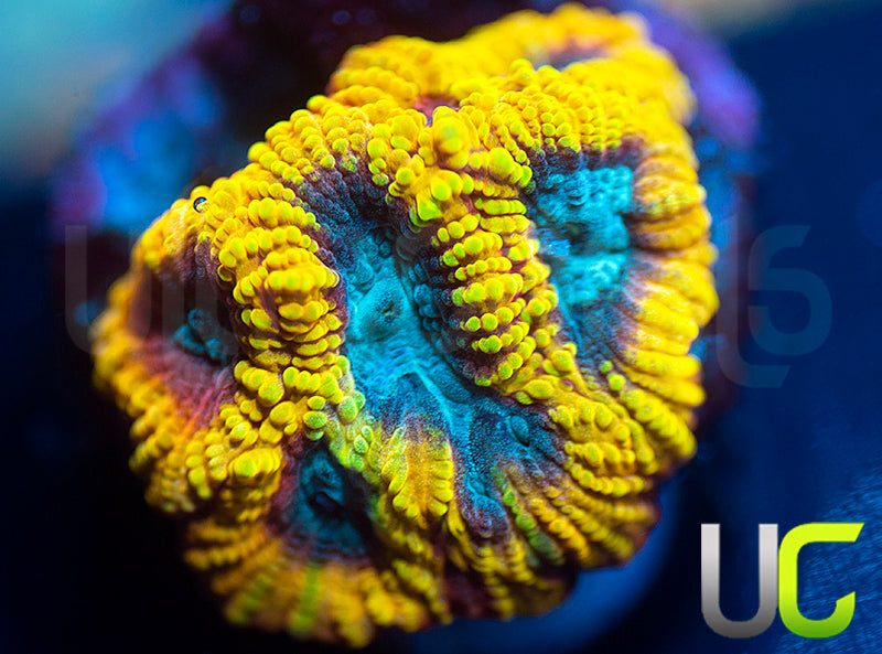 BigR Beast Mode Favia