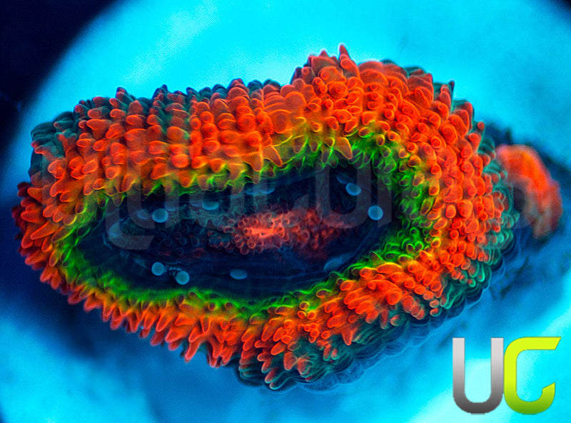 New Release: UC Rainbow Dash Micro Amakusensis