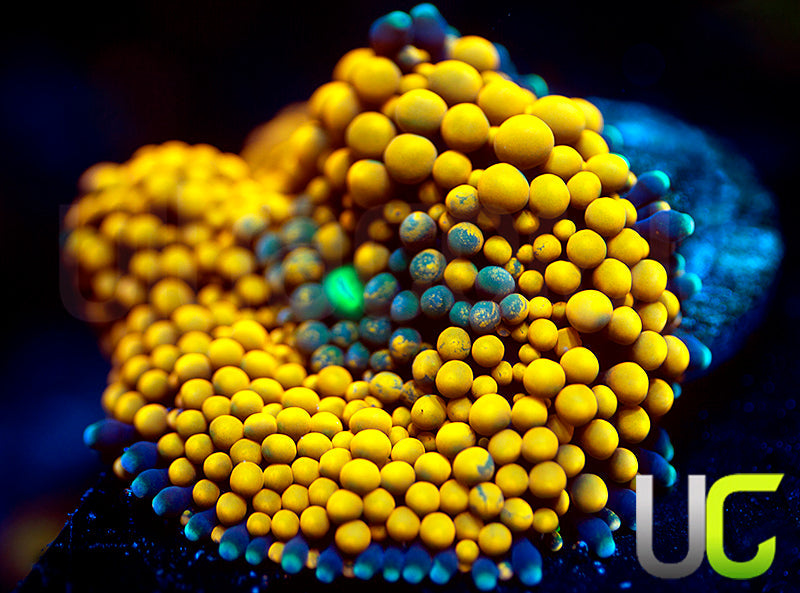 UC Orange Peel Ricordea FL