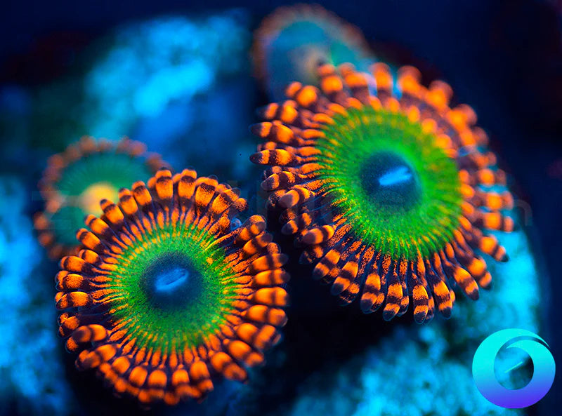 Candy Apple Orange Gatorades