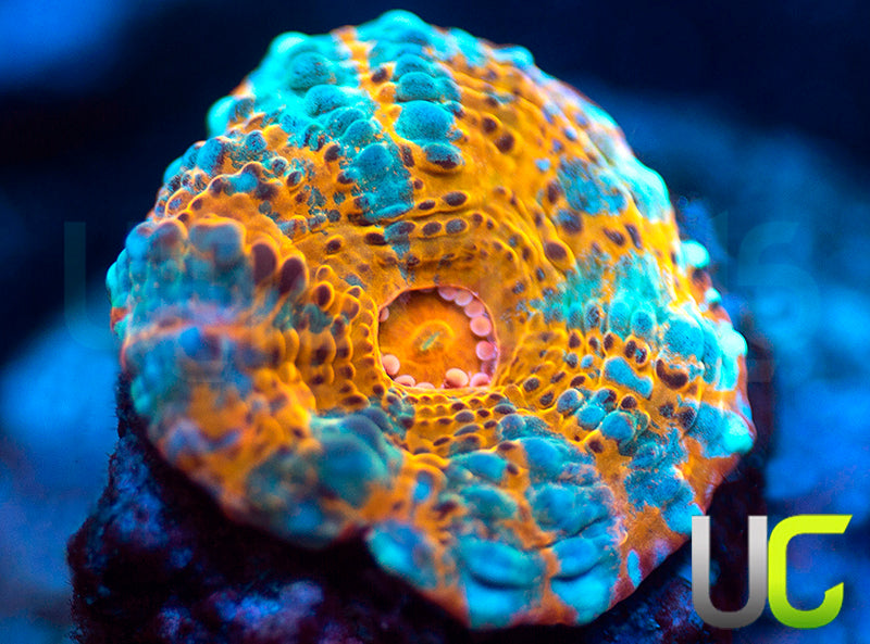 UC Grand Wizard Chalice