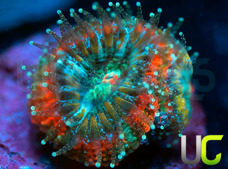 UC Carousel Micro Amakusensis