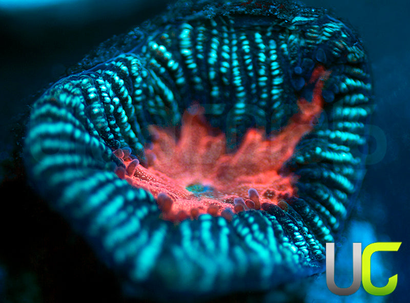 UC Ponderosa Peach Favia