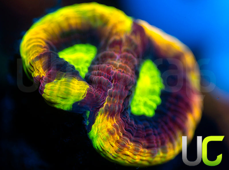 Ultra Dragon Soul Favia