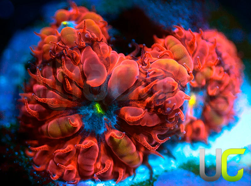 UC Blue Raven Blastos