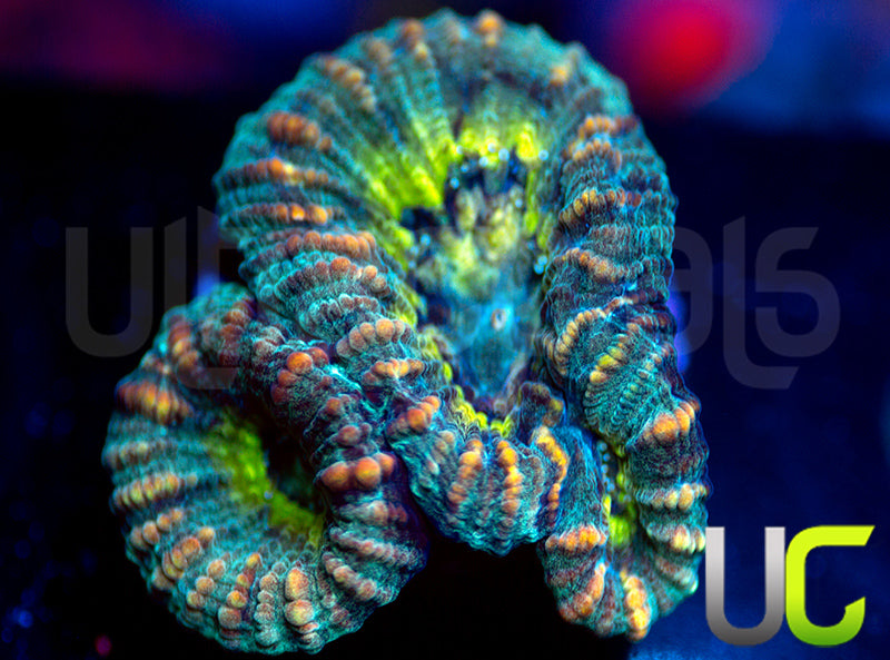 UC Perpetrator Goniastrea