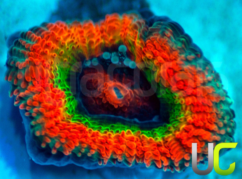 New Release: UC Rainbow Dash Micro Amakusensis