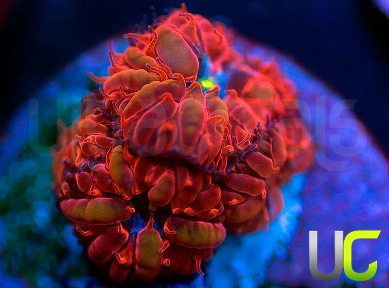 UC Blue Raven Blastos