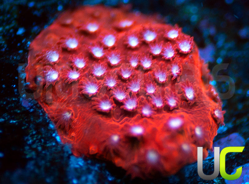 JF Scarlet Fever Stylo