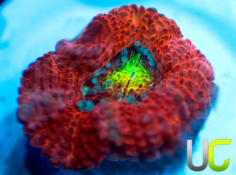 New Release: UC Damsel in Distress Micro Amakusensis
