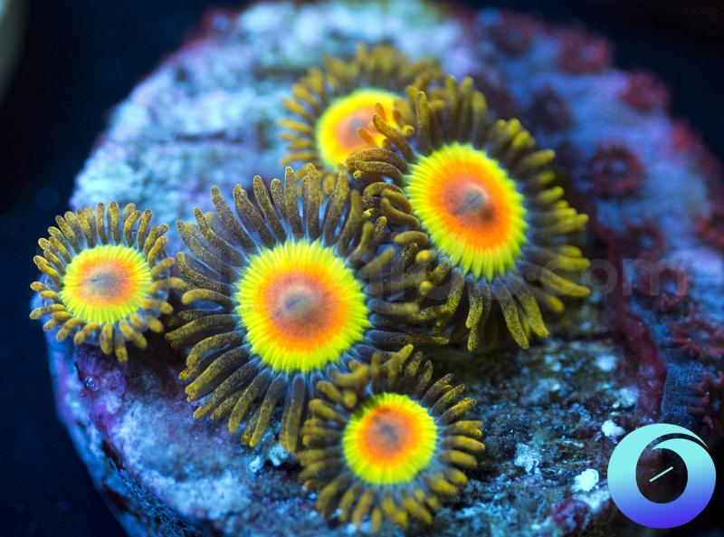 Rastas & UC Cherry Bomb Cyphastrea