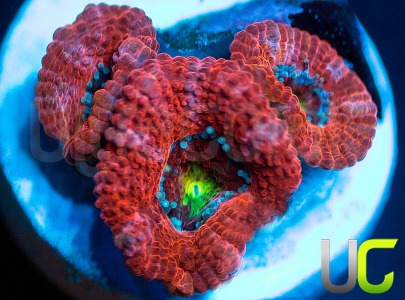 New Release: UC Damsel in Distress Micro Amakusensis