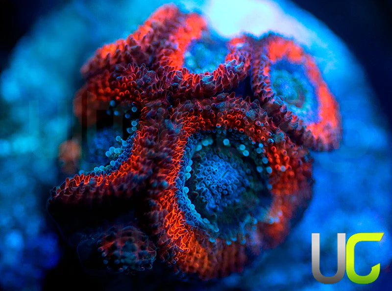 UC Superhero Micro Amakusensis