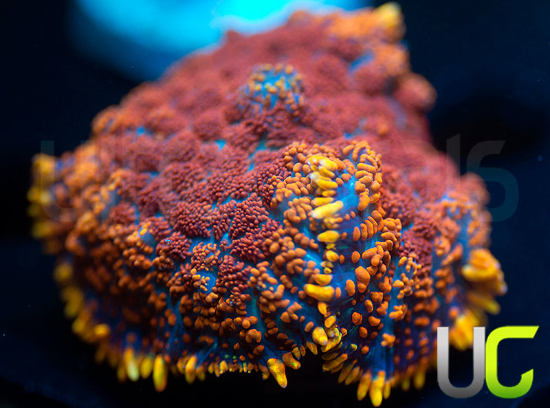 UC Hells Spells Mushroom BT