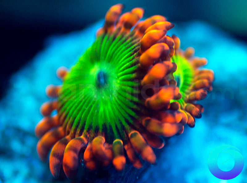 Electric Oompa Loompa