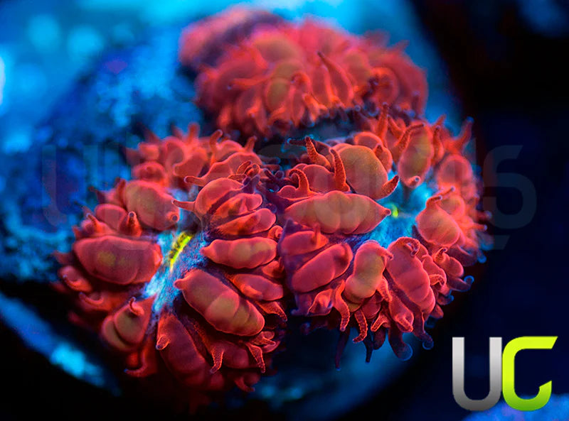 UC Blue Raven Blastos