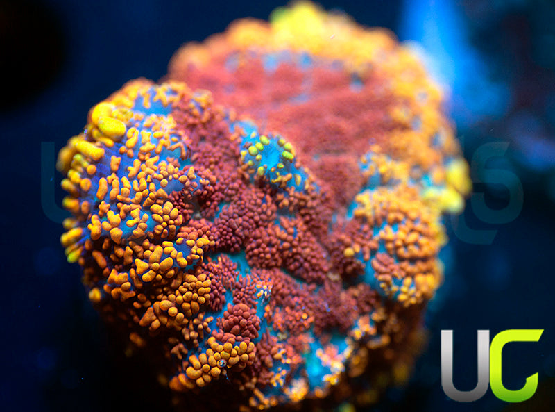 UC Hells Spells Mushroom BT