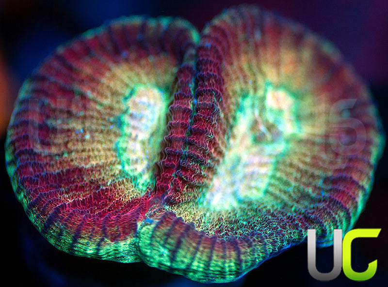 UC Kringle Goniastrea