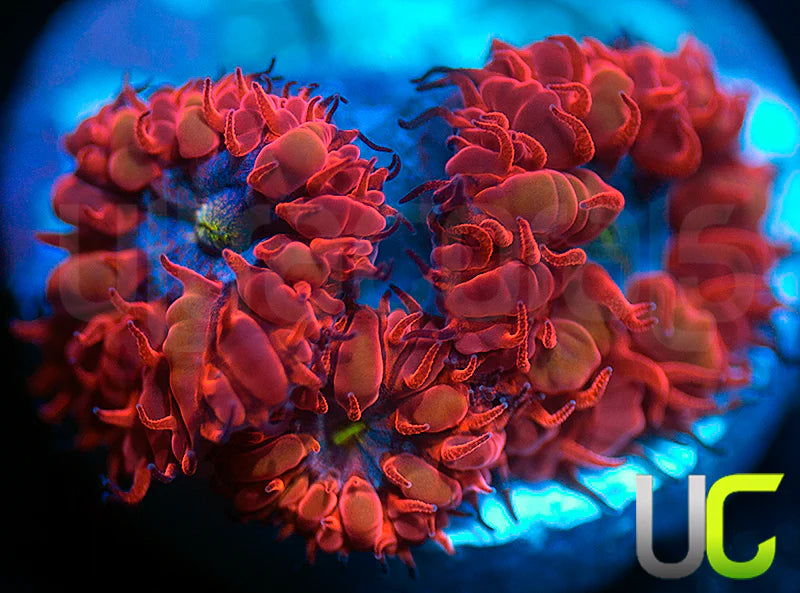 UC Blue Raven Blastos