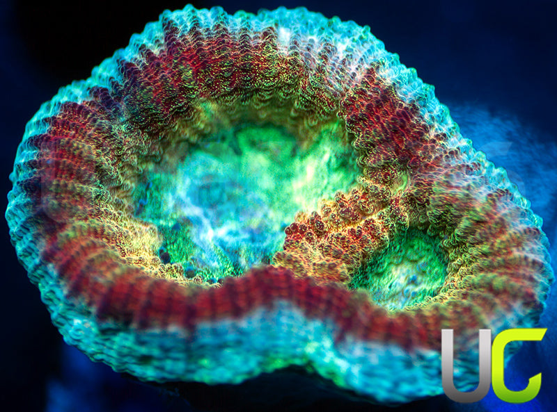 UC Red Rebel Goniastrea