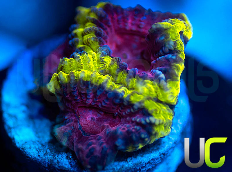 NEW RELEASE: UC Legion of Doom Favia