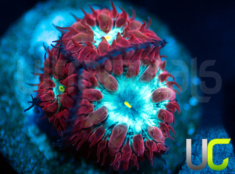 Blasto unsure CHECK NAME COLOR