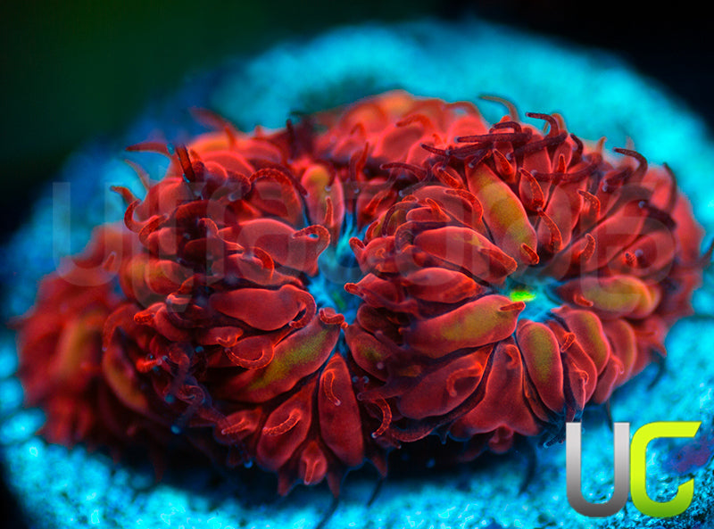 UC Blue Raven Blastos