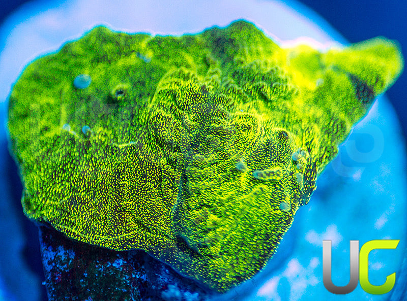 LR Glitter Bomb Favia