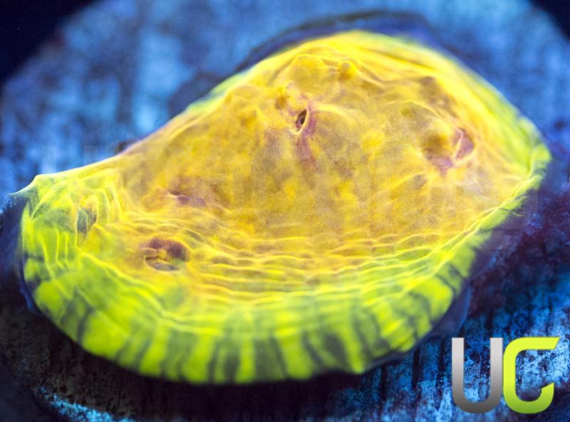 UC Brazilian Carnival Chalice