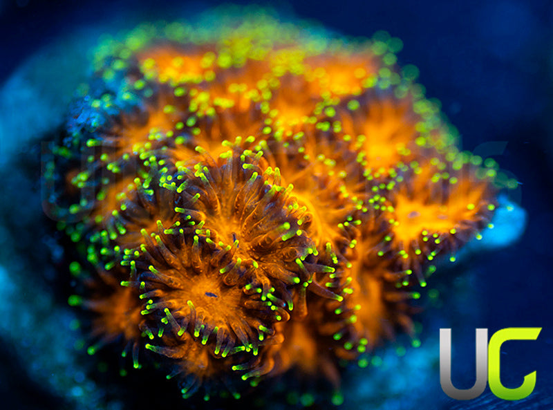 UC Lightning Tip Leptastrea