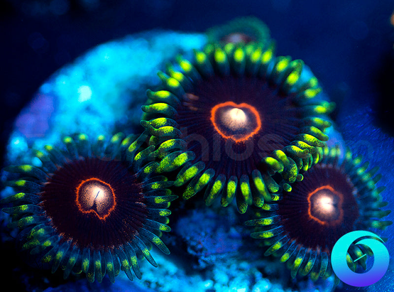 CB King Jawbreaker Hornets