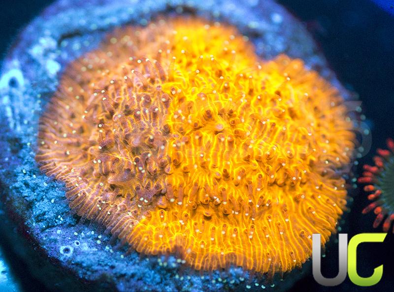 LC Grafted Tiger Litho