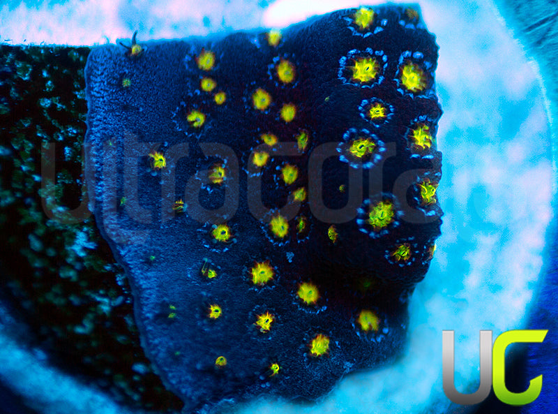 New Release: UC Saturns Ring Porites