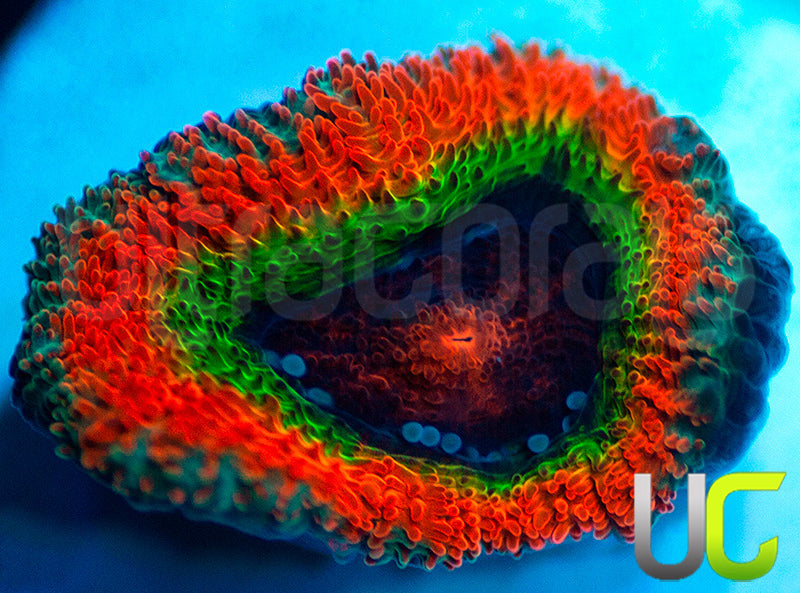 New Release: UC Rainbow Dash Micro Amakusensis