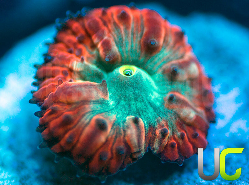 UC Home Stretch Blasto