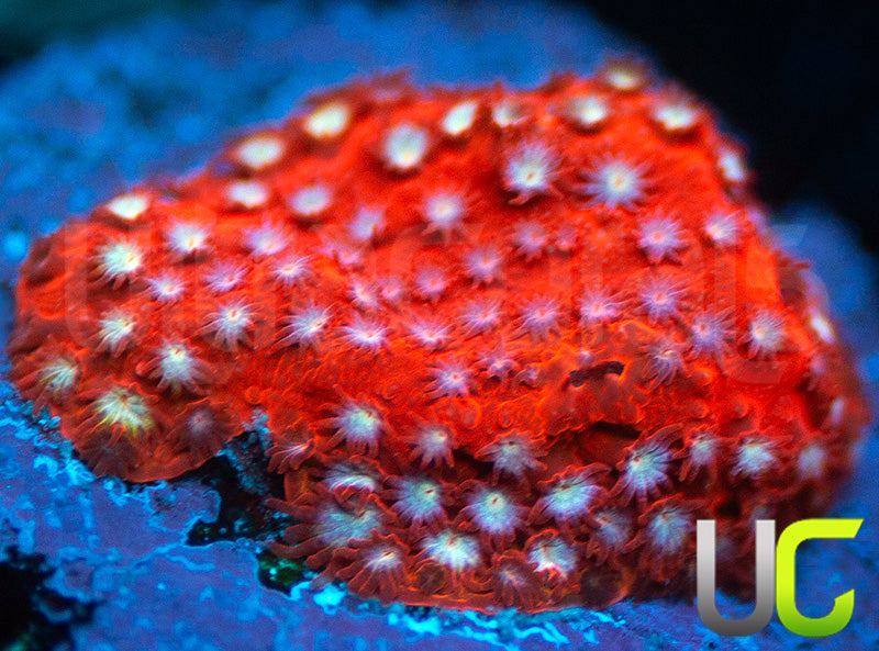 JF Scarlet Fever Stylo