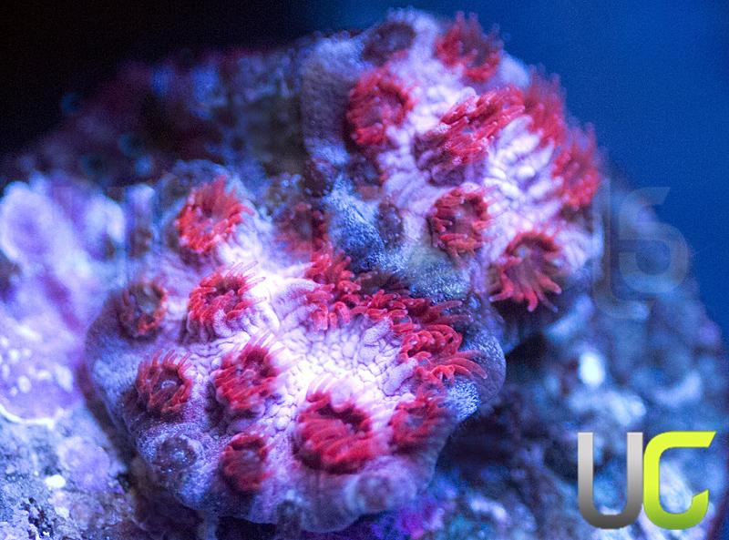 UC Cherry Bomb Cyphastrea
