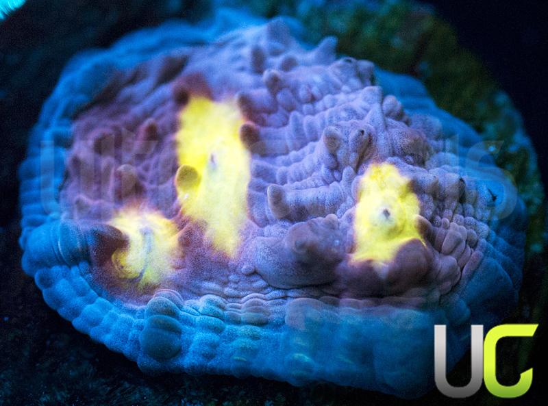 CB Easter Egg Chalice