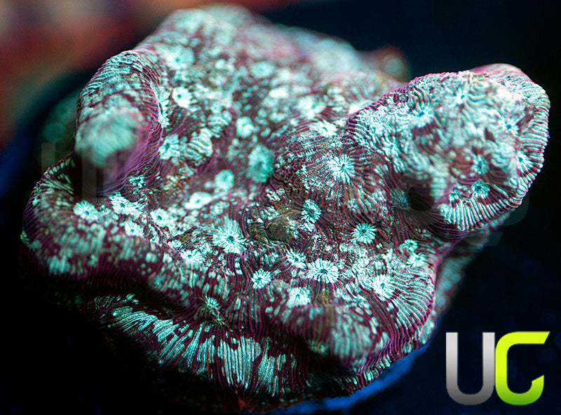 UC Phantom Splash Lepto