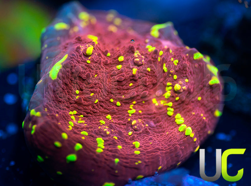 JF Gold Meister Chalice