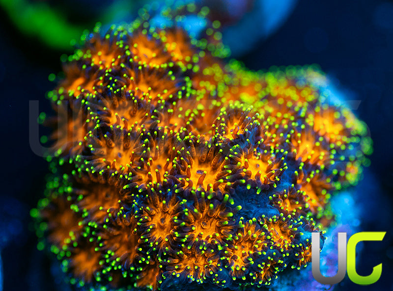 UC Lightning Tip Leptastrea