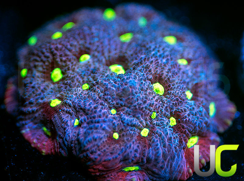 UC Pink Splash Favites