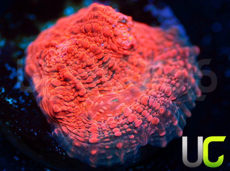 UC Black Dhalia Chalice